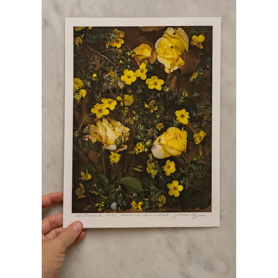 Nature's Gold • 1 of 1 signed Artist Proof