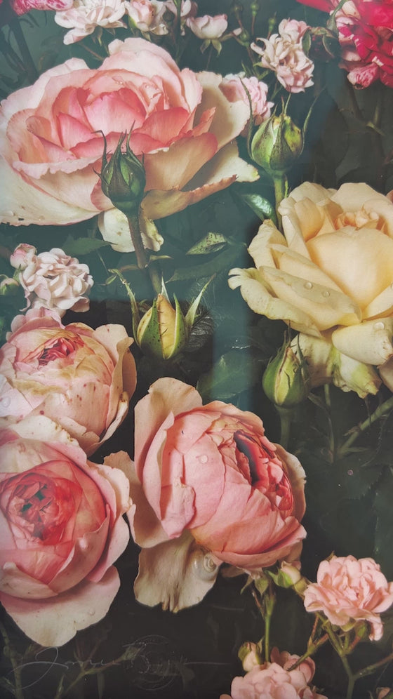 Framed Masterwork - Rose Month Day Twenty-five