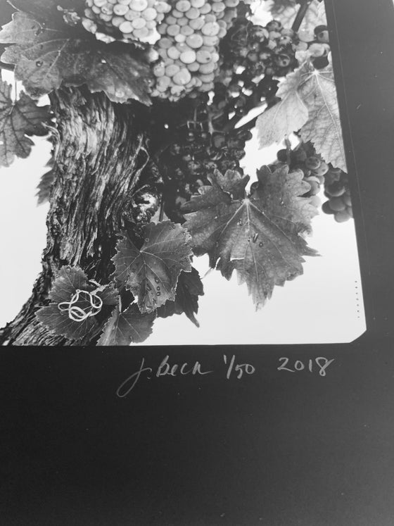 Vineyard #2 2018
