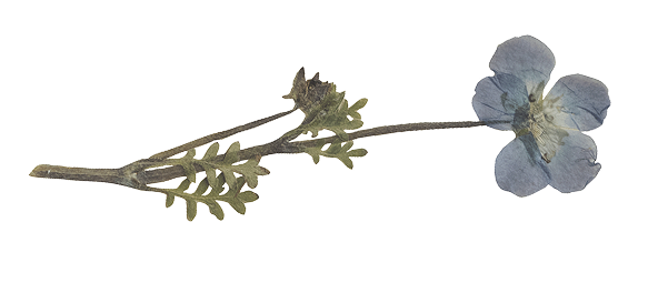 Botanical Flower Cutout