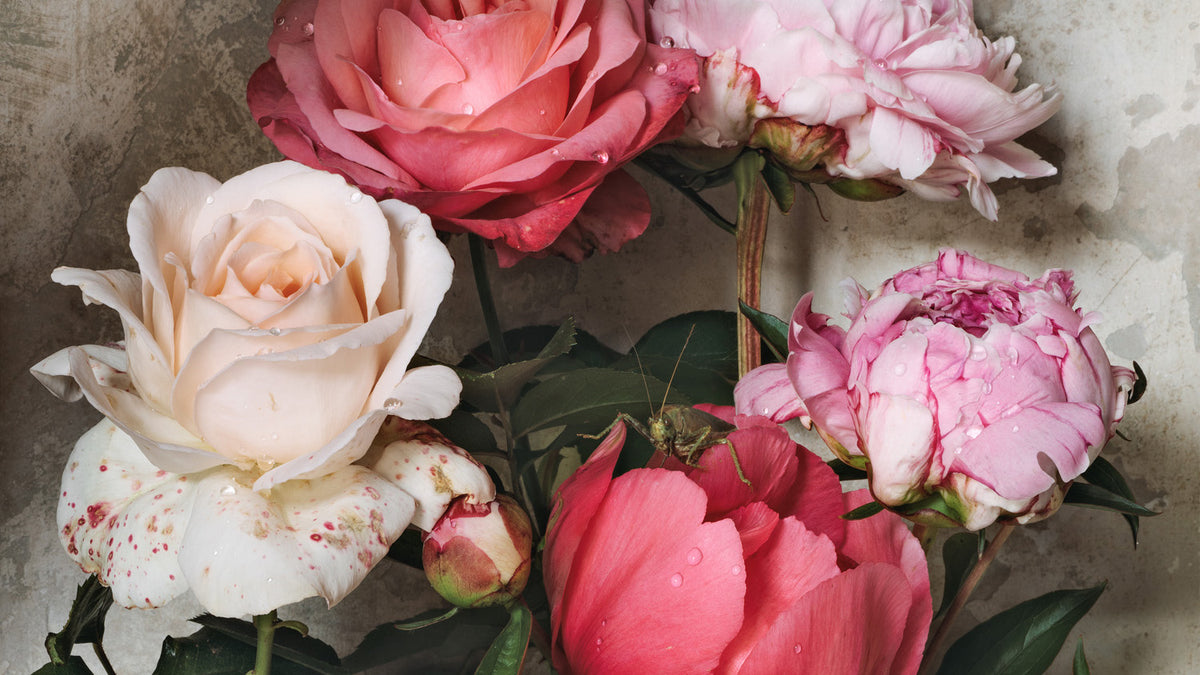 Floral Family – Jamie Beck