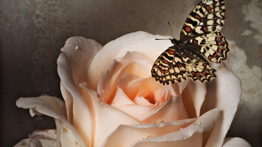  A Butterfly in Sweet Love