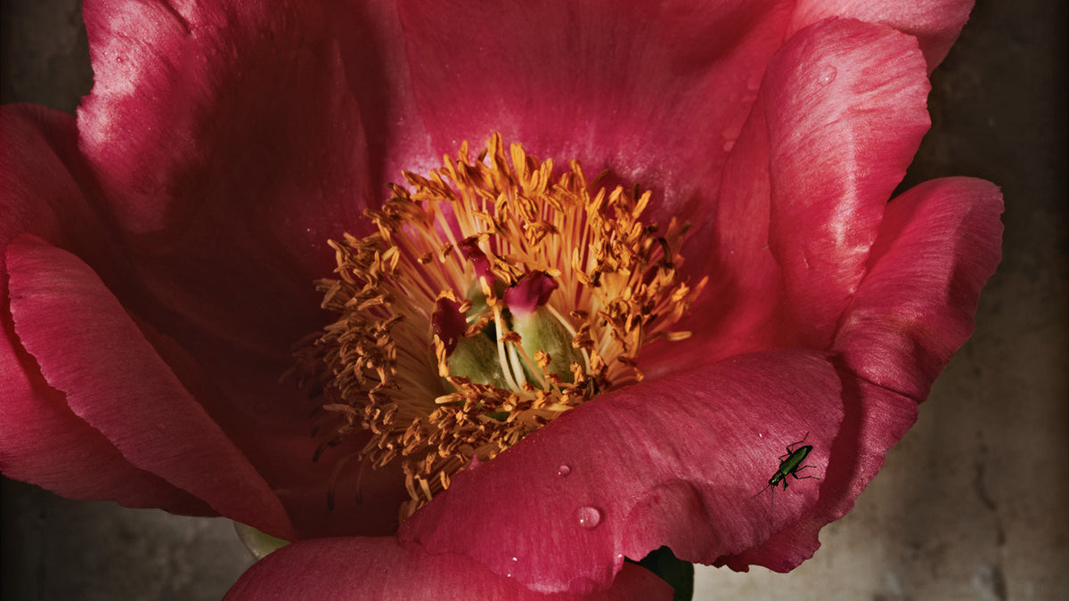 Peony in Full Bloom