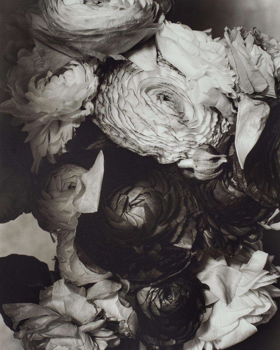 Ranunculus #8 2016