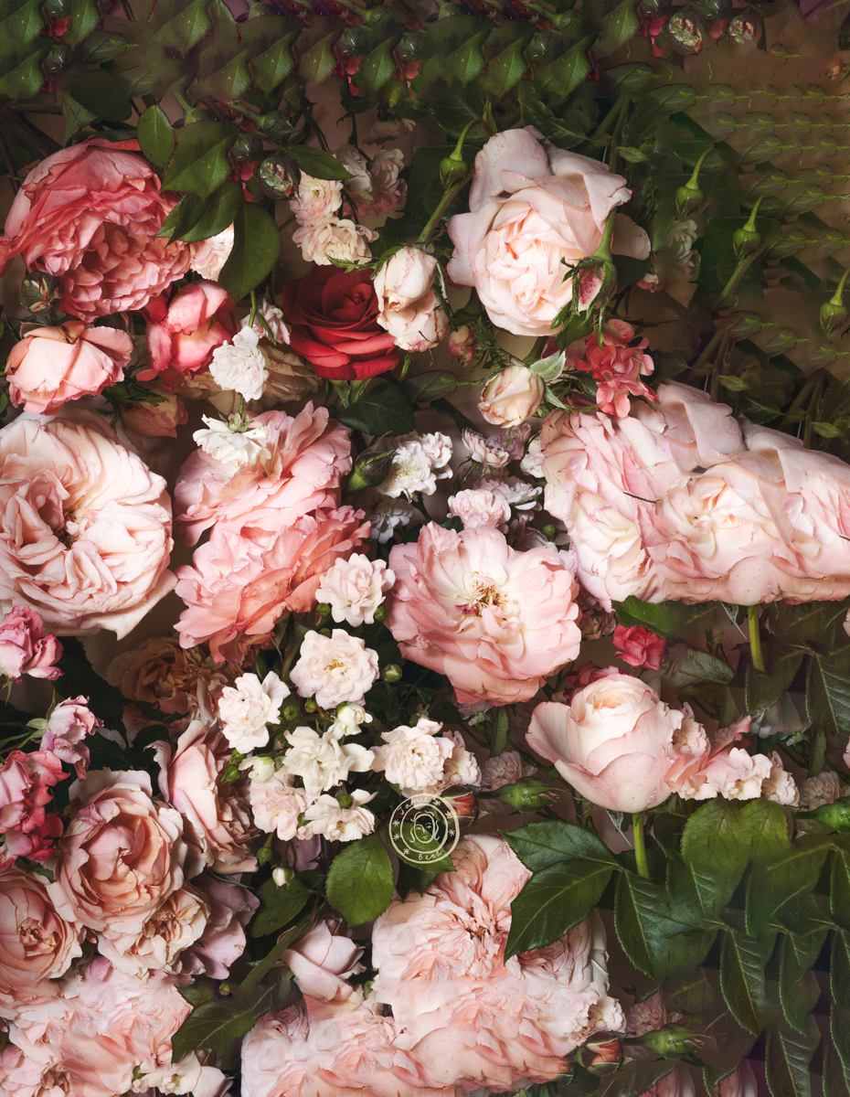 Rose Month Day Twenty-eight