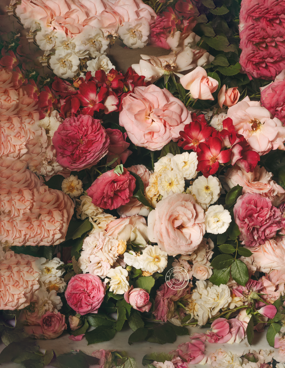 Rose Month Day Twenty-three