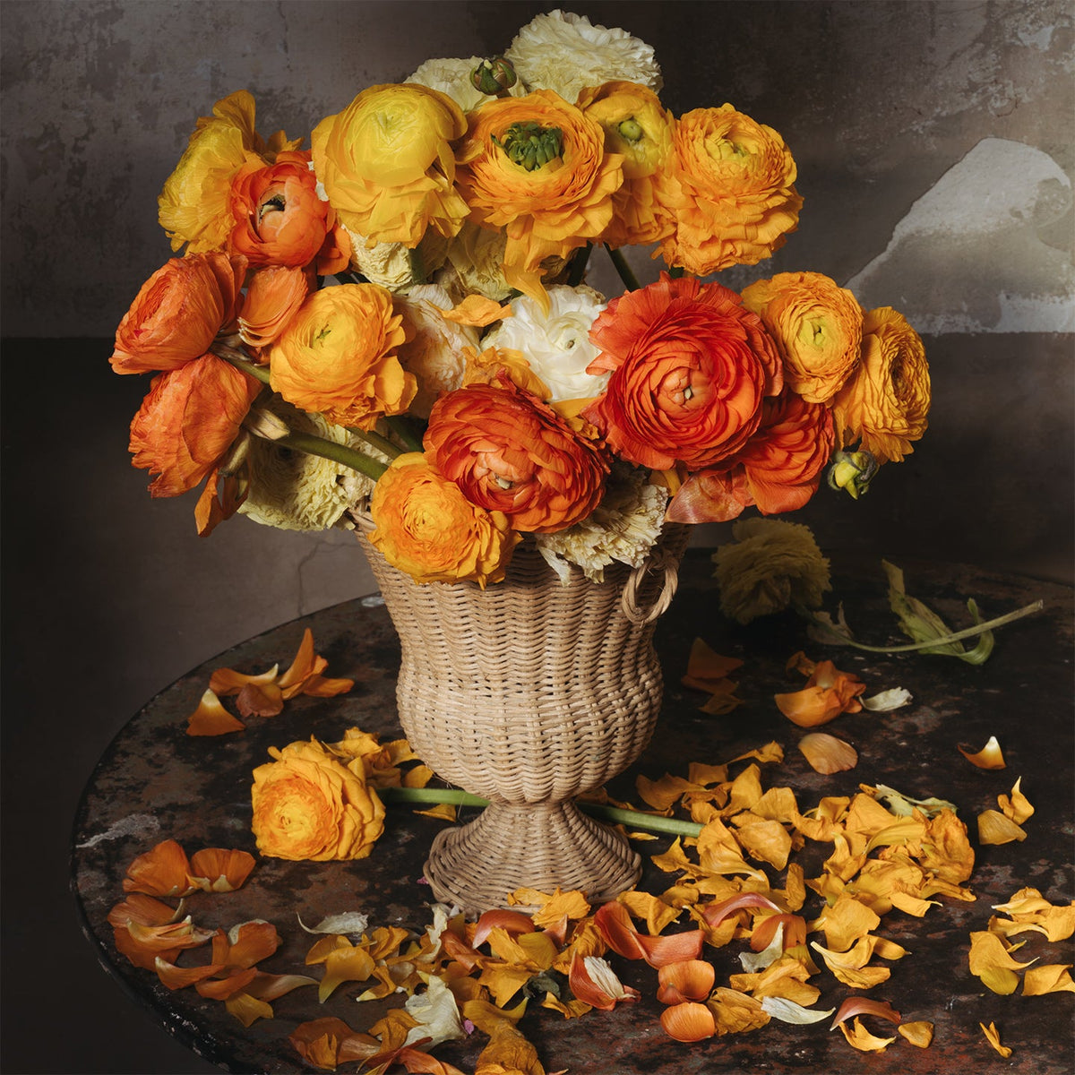 Fading Van Gogh Ranunculus