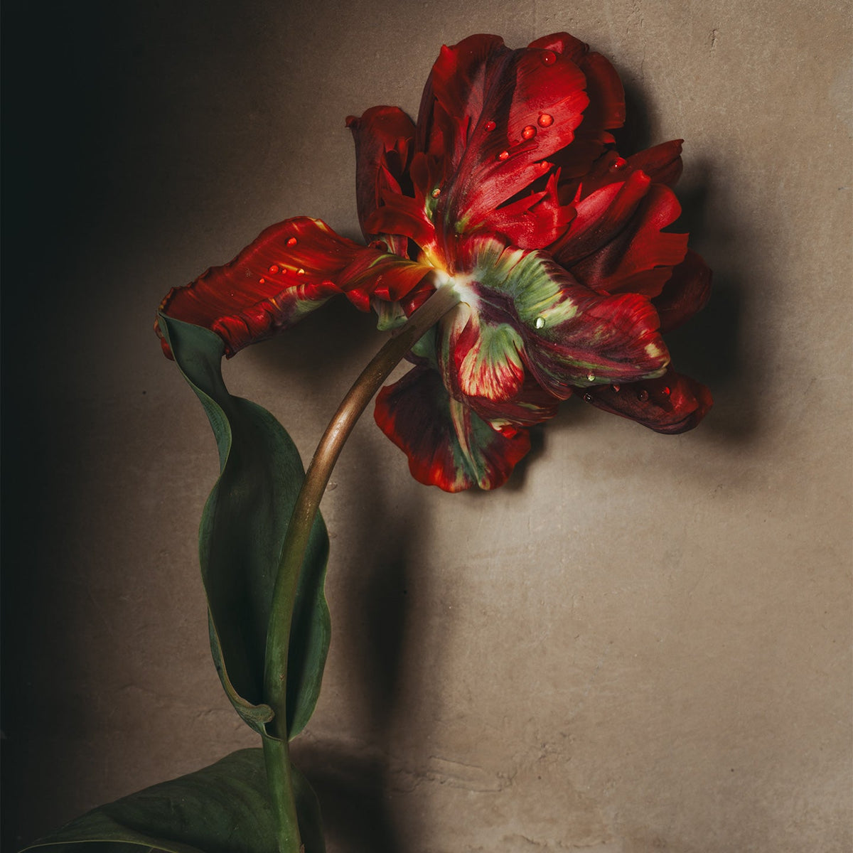 Single Red Tulip