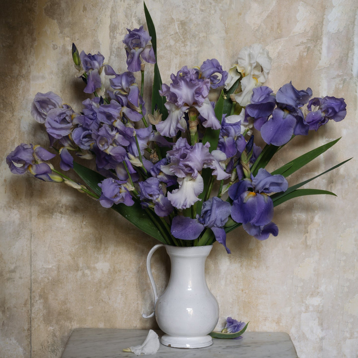 Wild Mountain Irises
