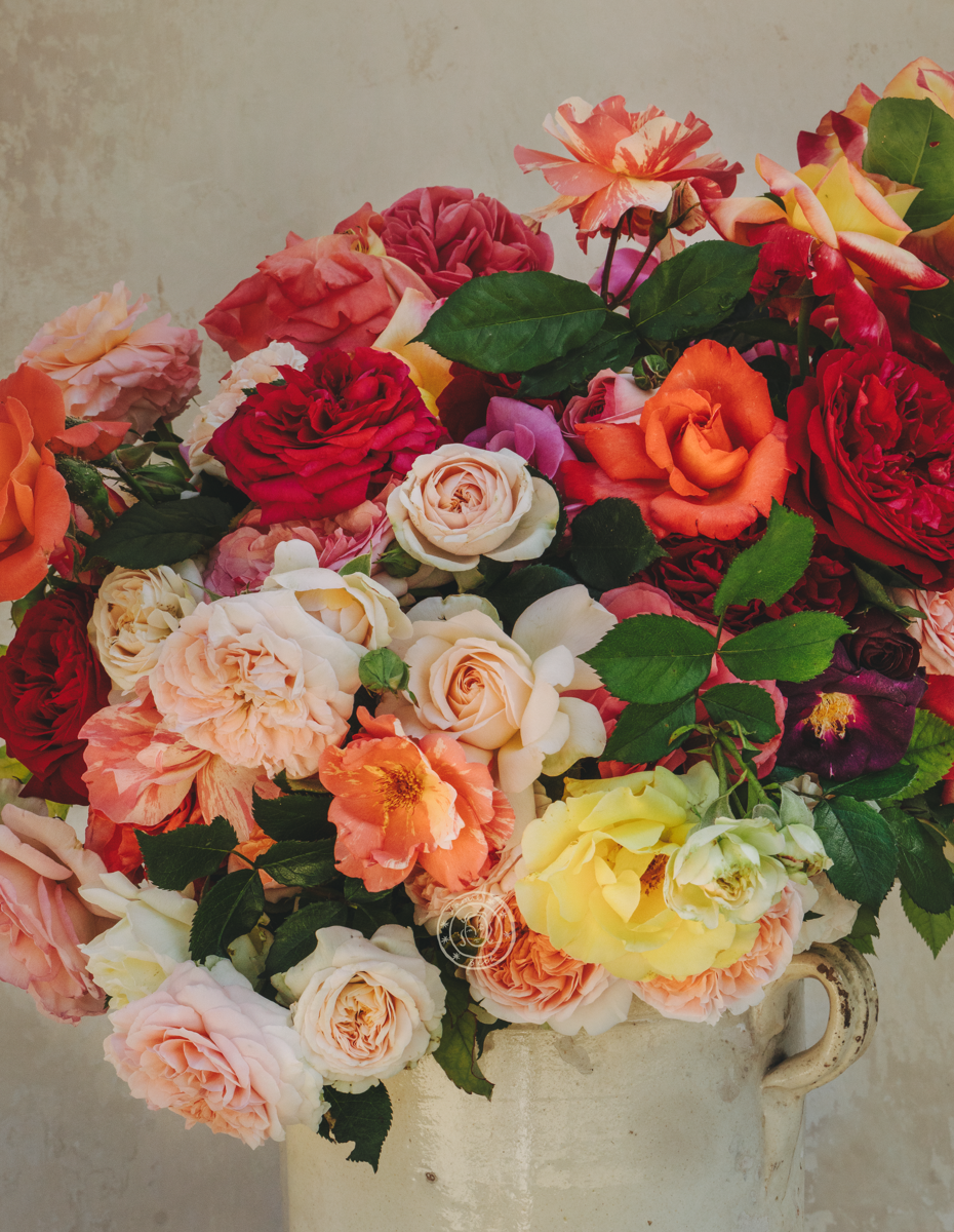 Rose Month Day Nineteen