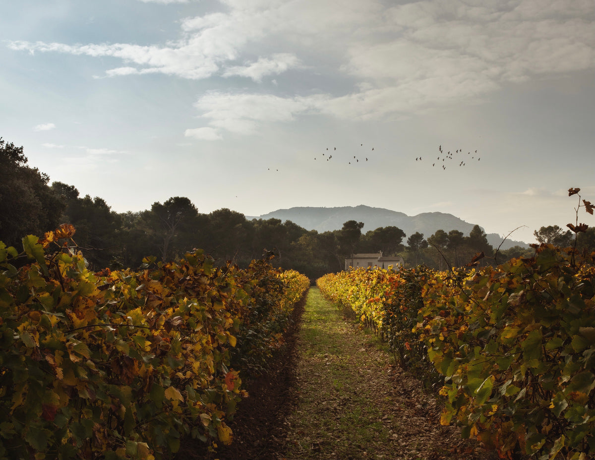 Domaine Milan Pinot Noir