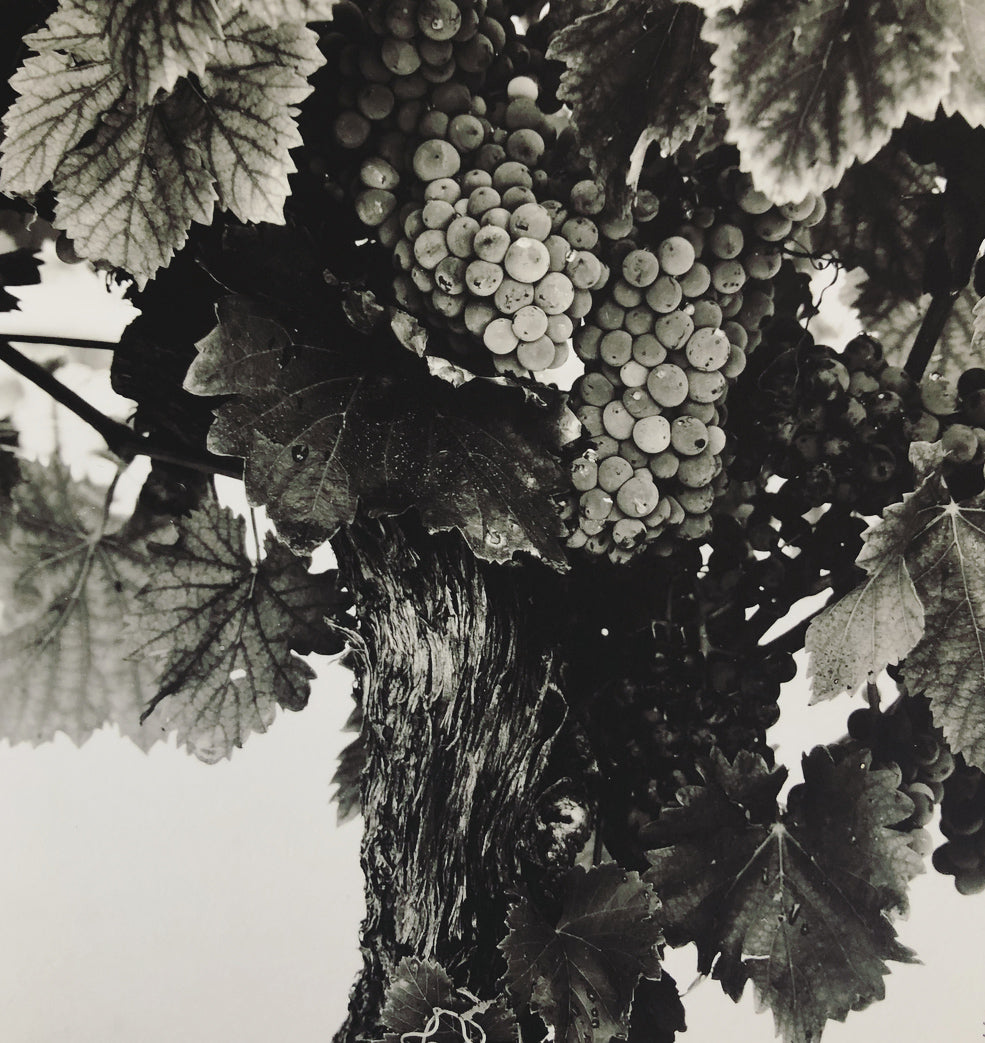 Vineyard #2 2018