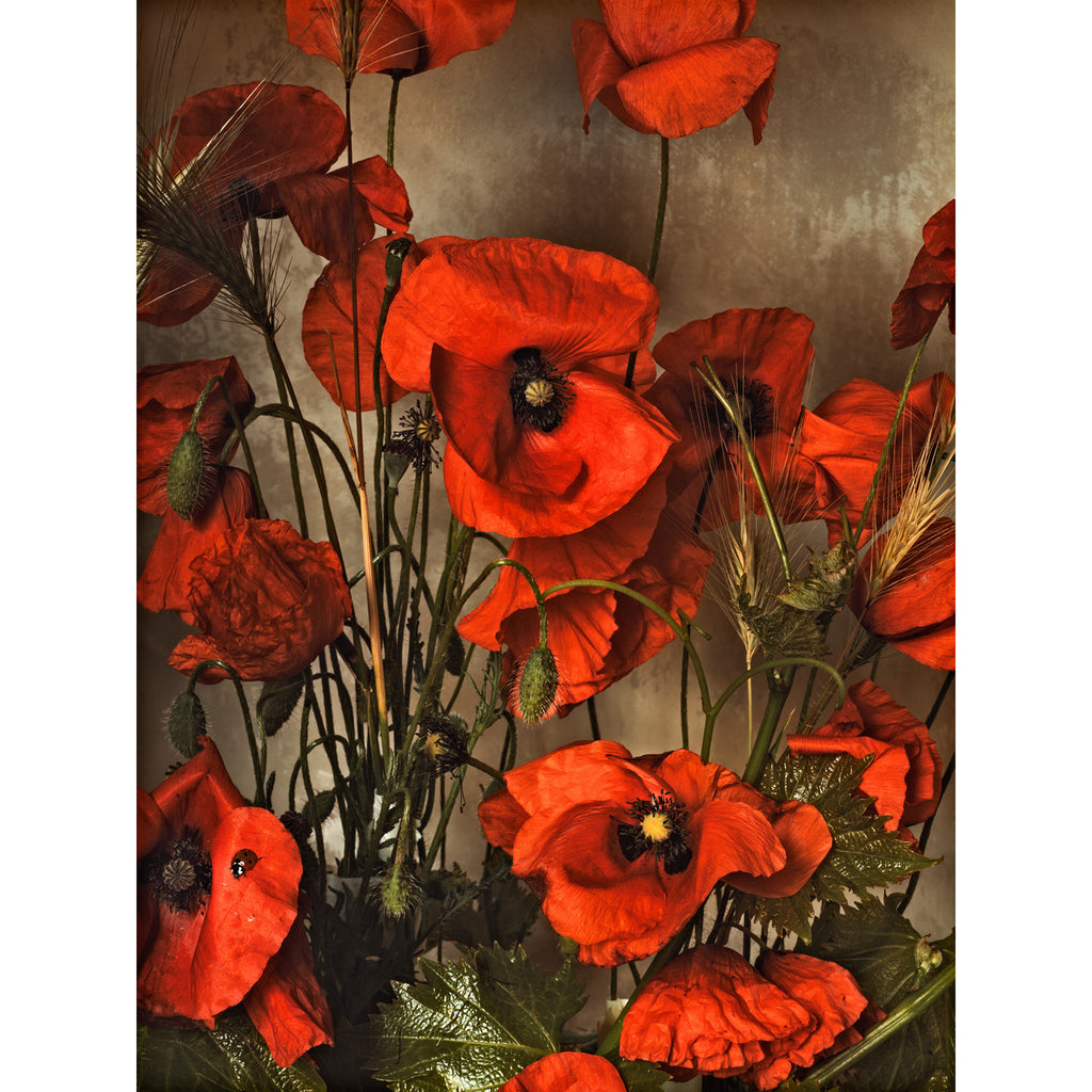 Red Poppies of May • 1 of 1 Framed Exhibition Piece