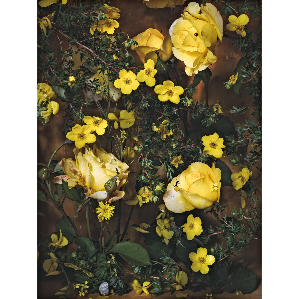 Nature's Gold • 1 of 1 Framed Exhibition Piece