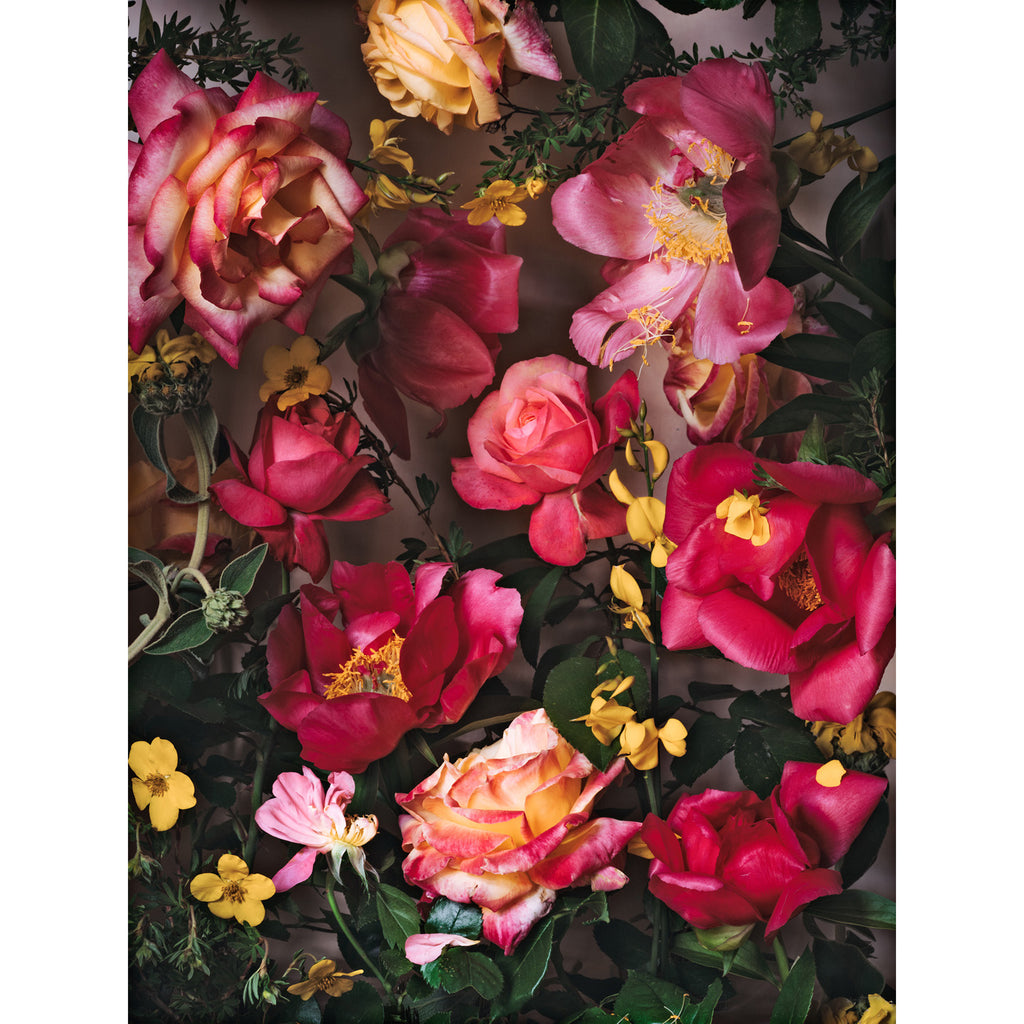 Electric Pink • Fine Art Print