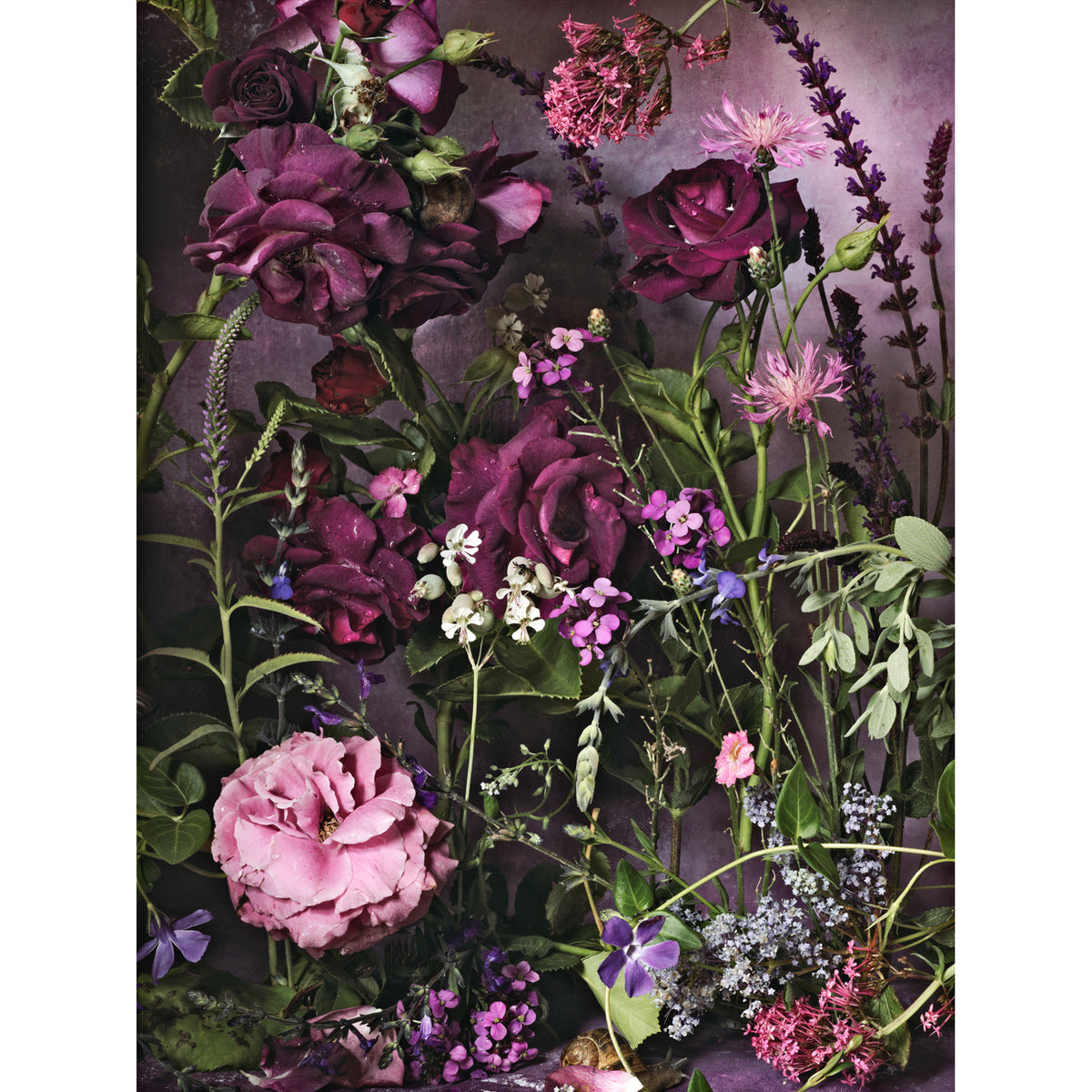 Purple Hearts • Fine Art Print