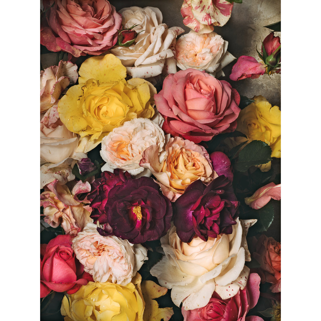 Floral Candy • 1 of 1 Framed Exhibition Piece