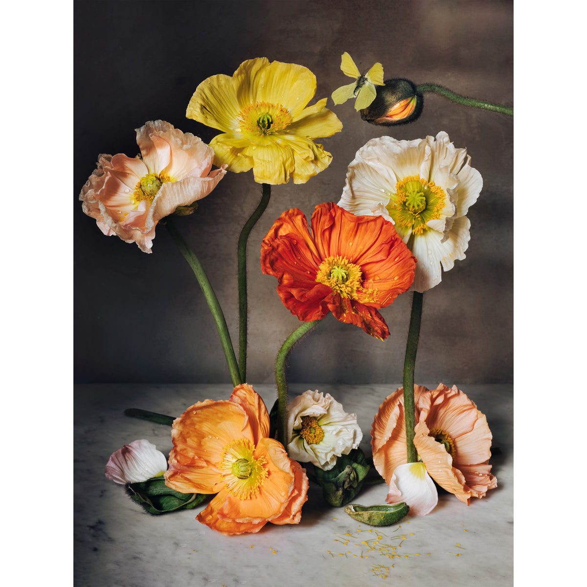 The Flowers of Provence Book Cover • Fine Art Print