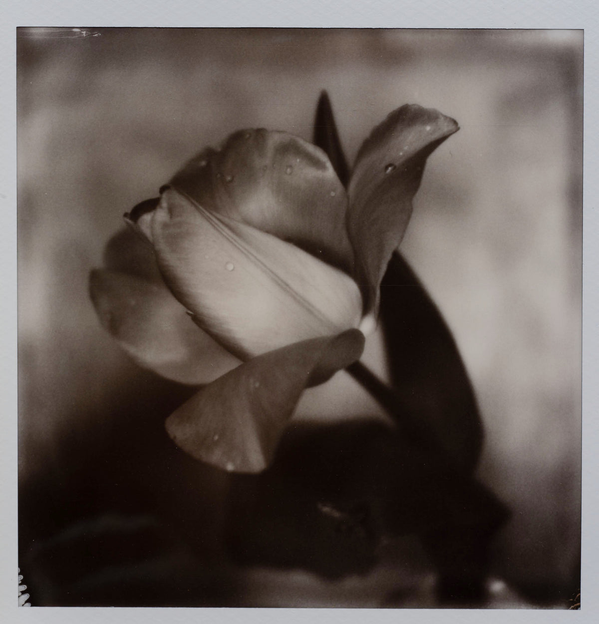 Polaroid Studio Artifact 116