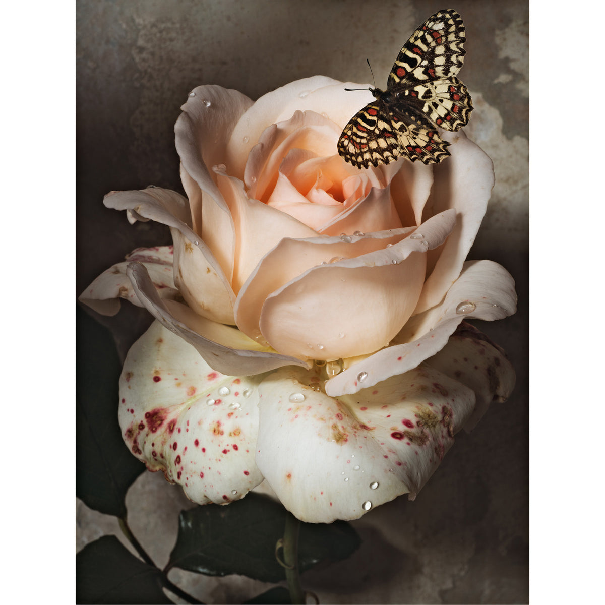 A Butterfly in Sweet Love • 1 of 1 Framed Exhibition Piece