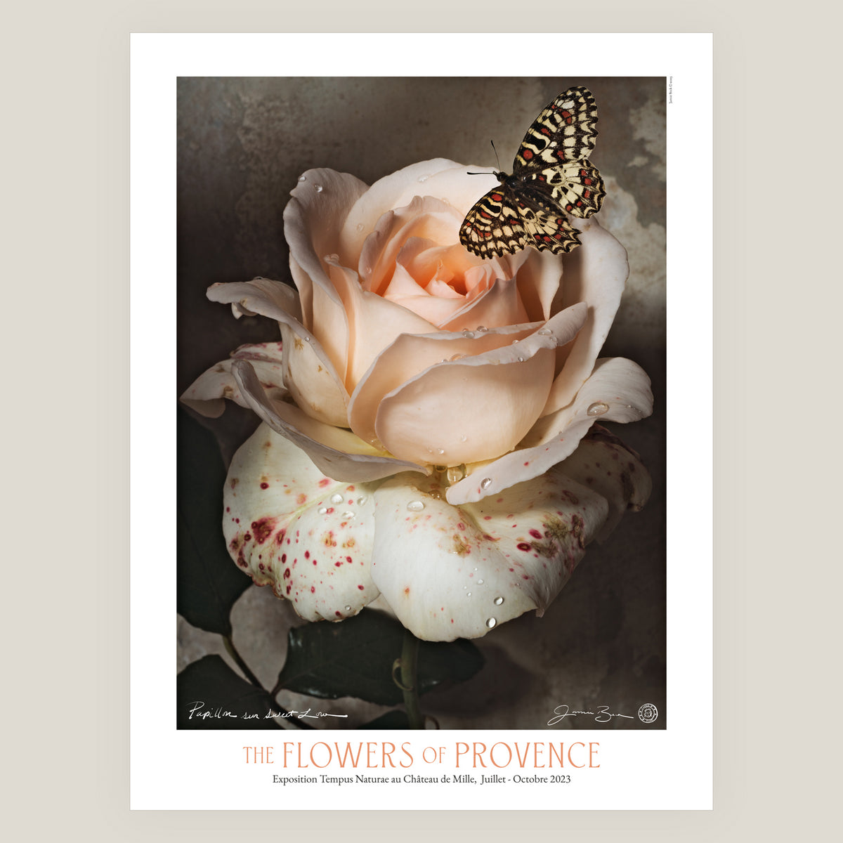 A Butterfly in Sweet Love • Exhibition Poster