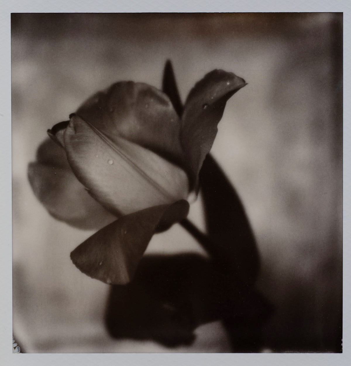 Polaroid Studio Artifact 121