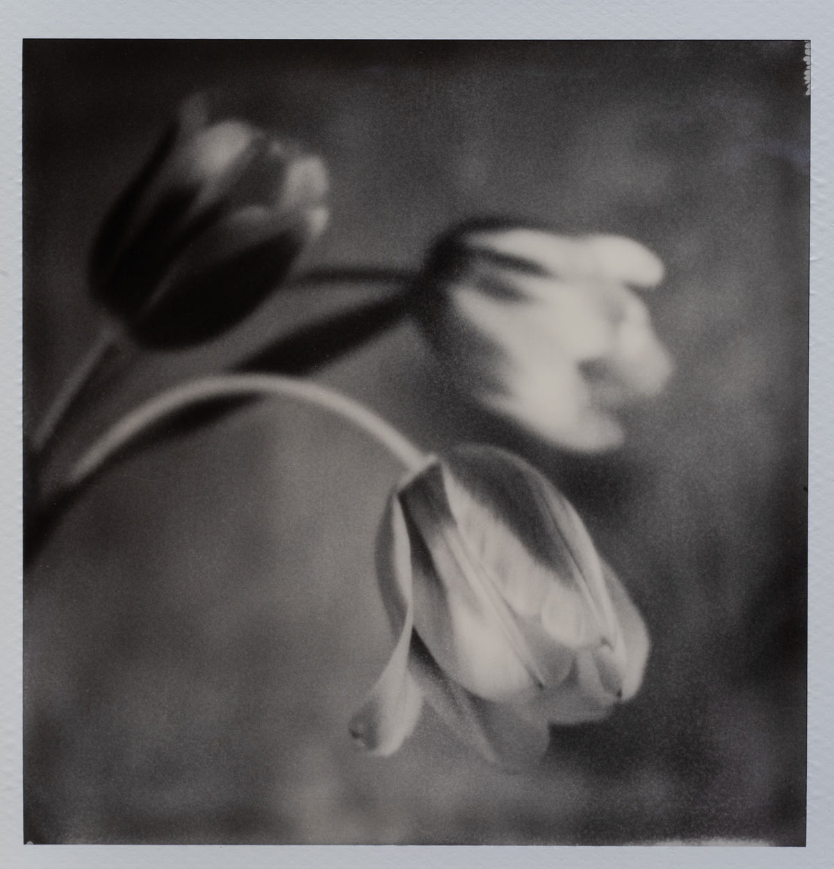 Polaroid Studio Artifact 122
