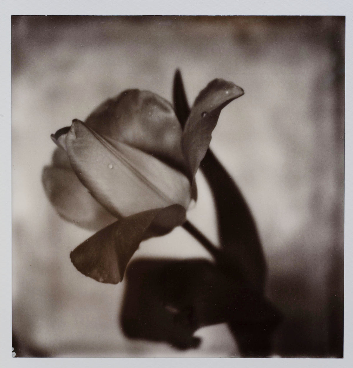 Polaroid Studio Artifact 129
