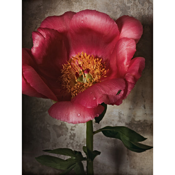 Peony in Full Bloom • 1 of 1 Framed Exhibition Piece