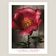  Peony in Full Bloom • Exhibition Poster