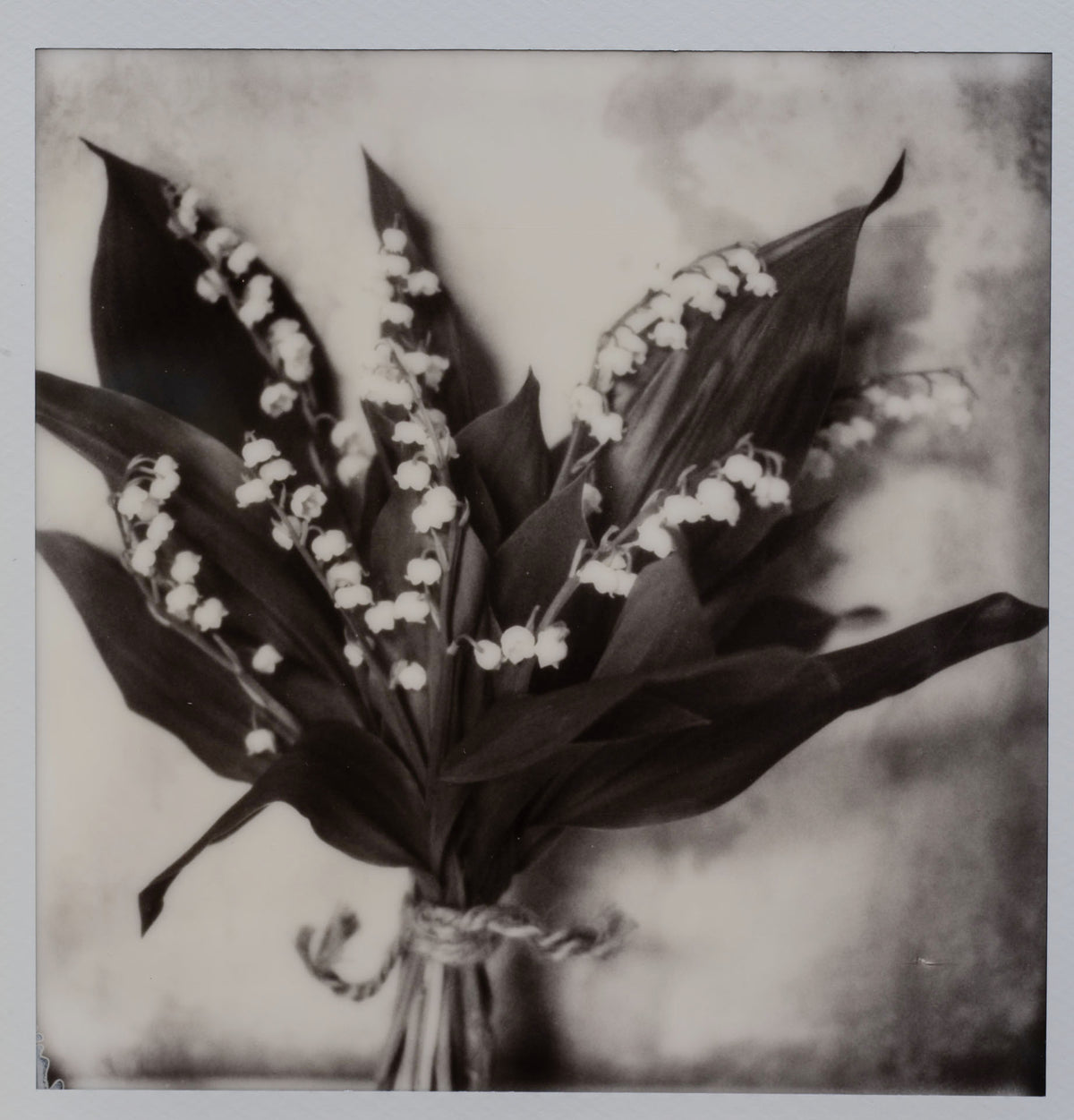 Polaroid Studio Artifact 131