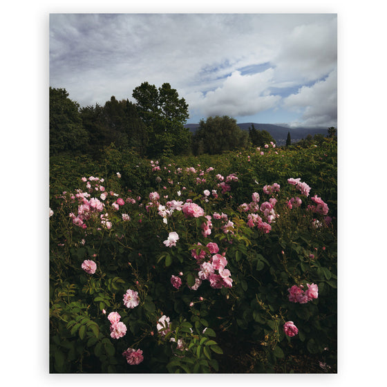 The Flowers of Provence • Page 21 • Small Poster