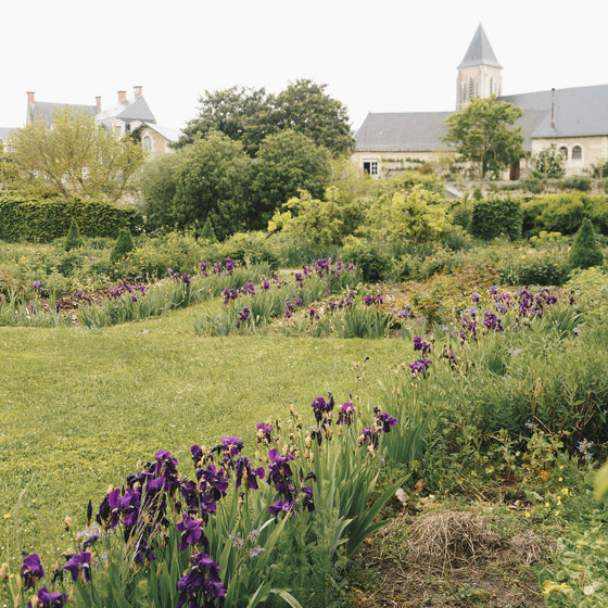 Iris Garden at the Chateau I Print