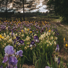  Field of Irises I • Print