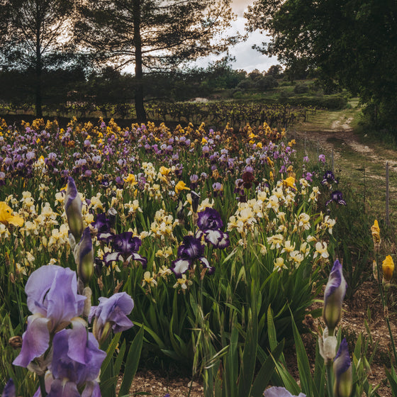 Field of Irises I • Print