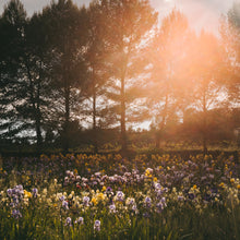  Field of Irises II • Print