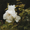 White Garden Peony in the Rain Print