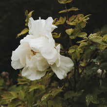  White Garden Peony in the Rain Print