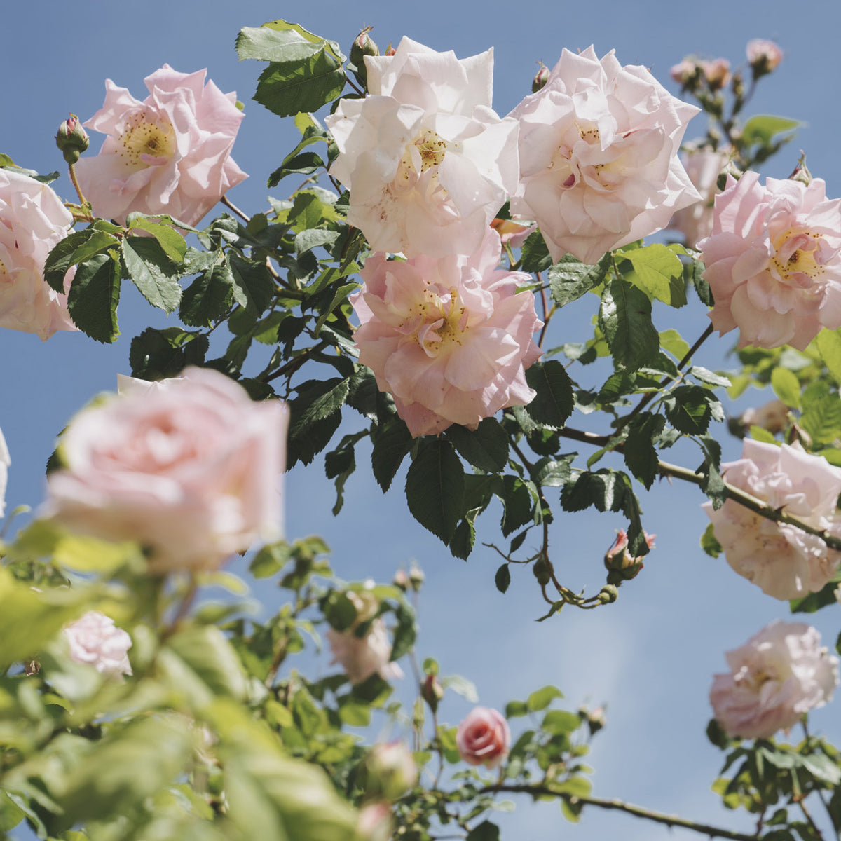 Hanging Roses Print – Jamie Beck