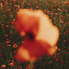 Wild Poppy Print