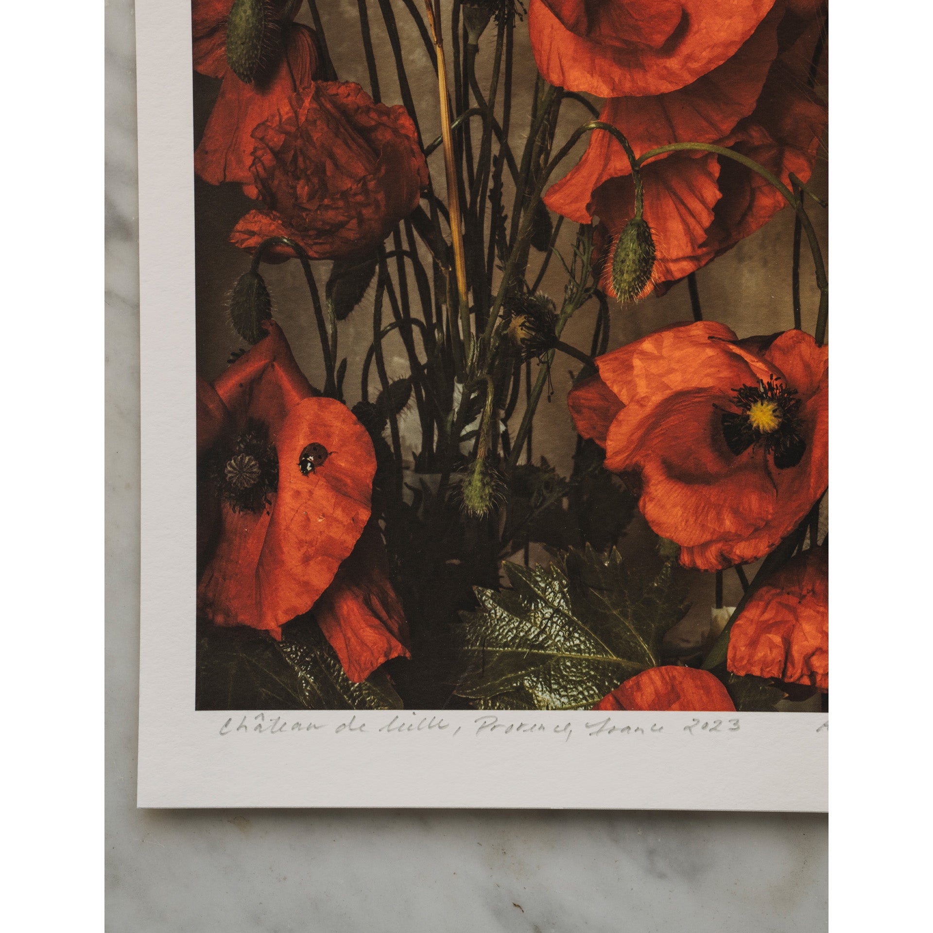 Red Poppies of May • 1 of 1 signed Artist Proof