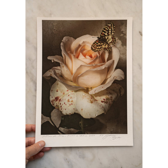 A Butterfly in Sweet Love • 1 of 1 signed Artist Proof