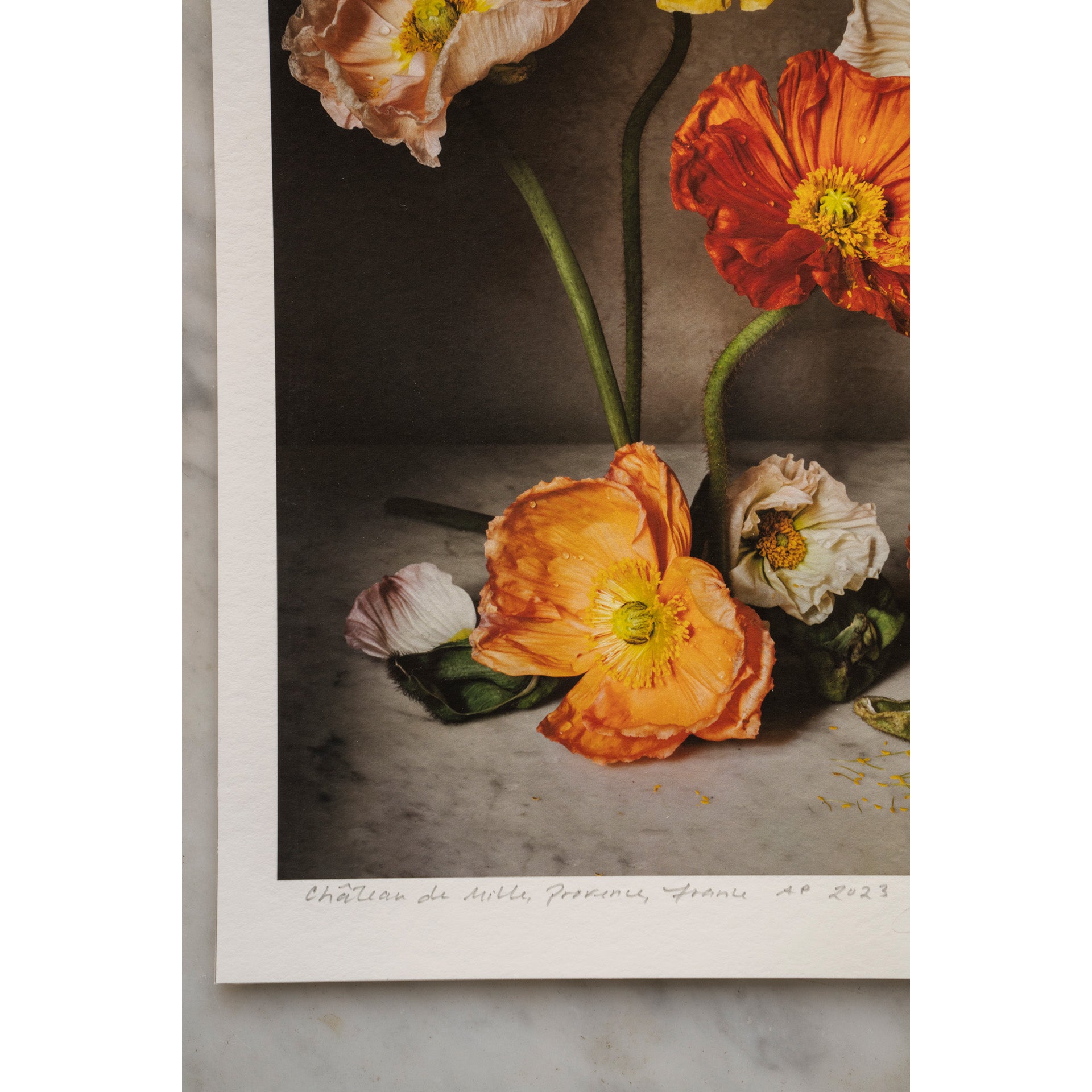 The Flowers of Provence Book Cover • 1 of 1 signed Artist Proof