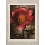 Load image into Gallery viewer, Peony in Full Bloom • 1 of 1 signed Artist Proof
