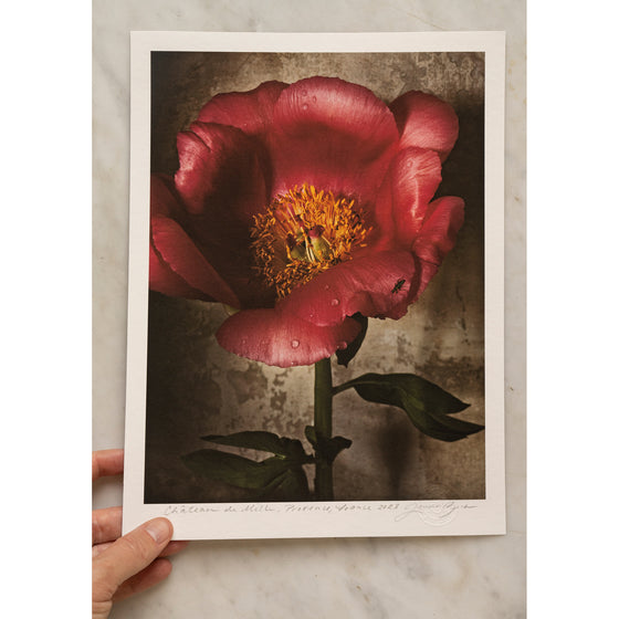 Peony in Full Bloom • 1 of 1 signed Artist Proof