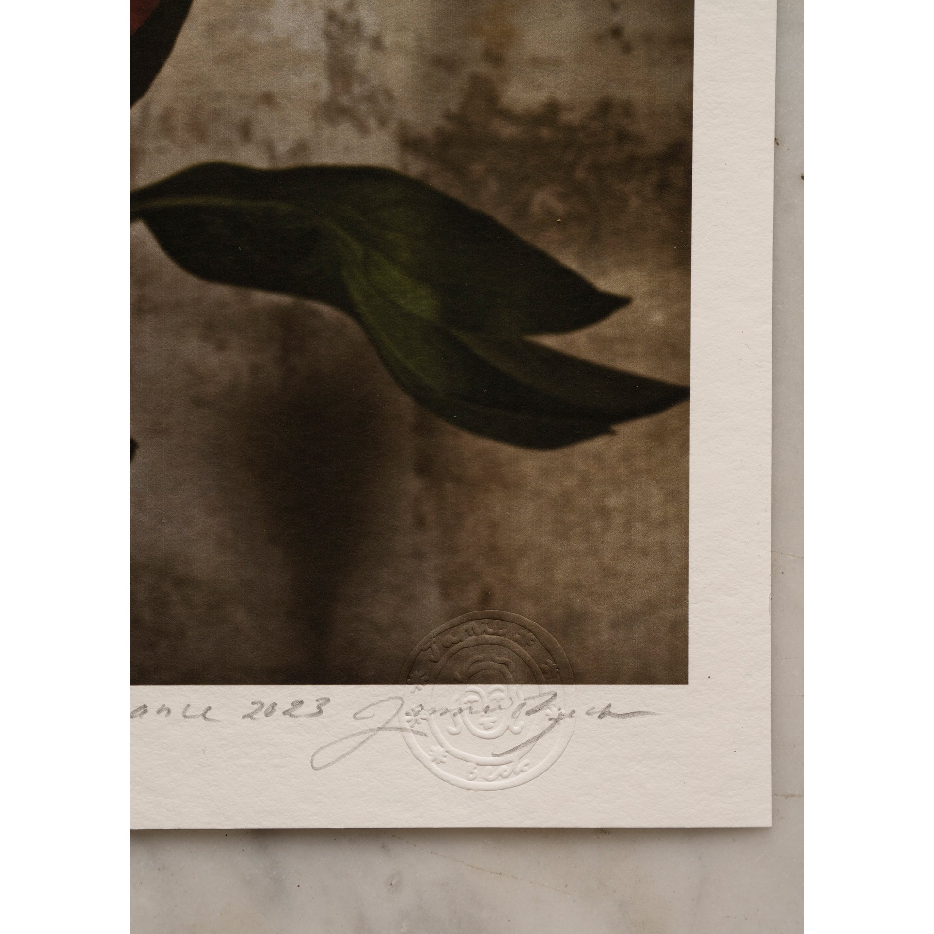 Peony in Full Bloom • 1 of 1 signed Artist Proof
