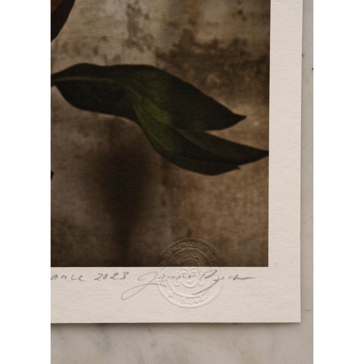 Peony in Full Bloom • 1 of 1 signed Artist Proof
