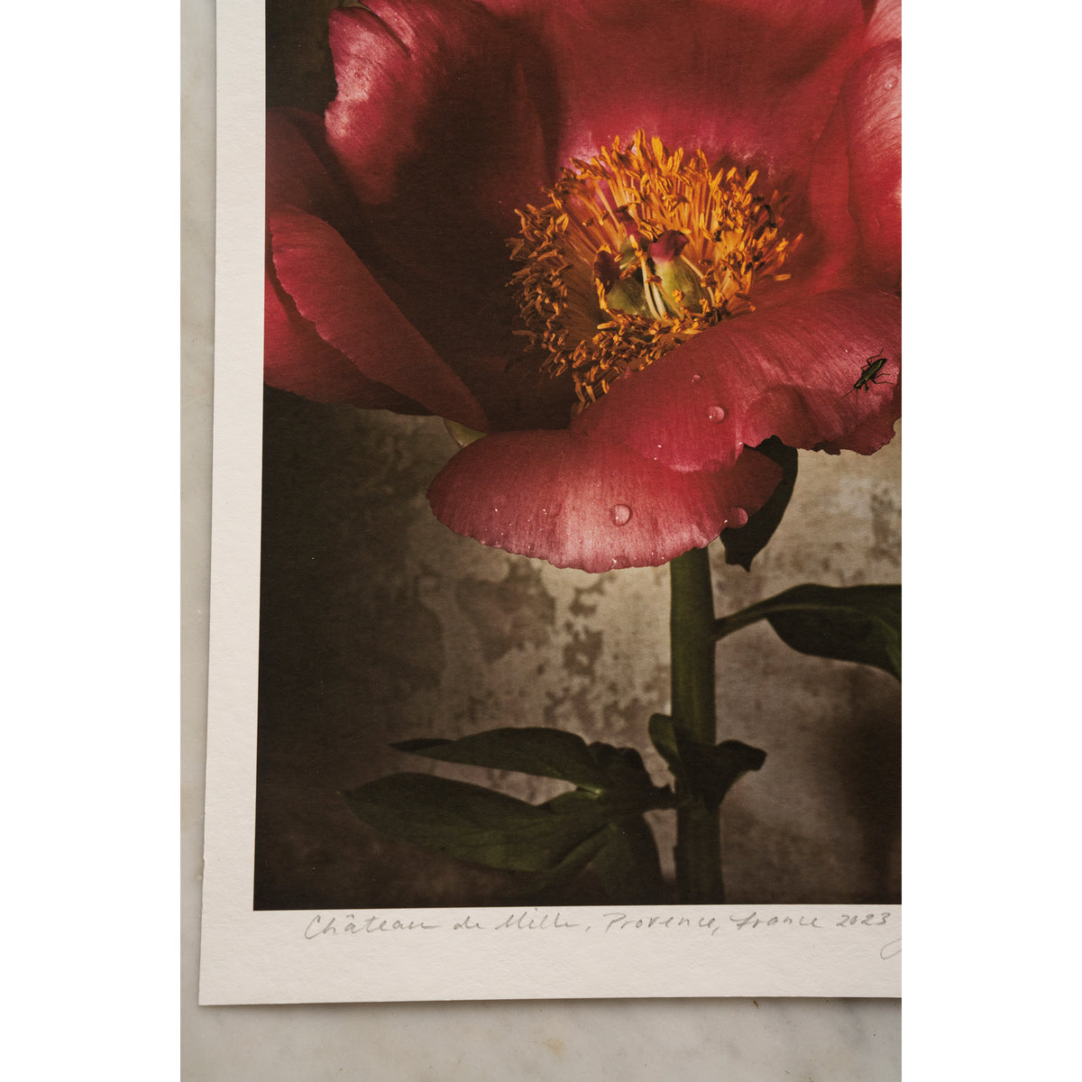 Peony in Full Bloom • 1 of 1 signed Artist Proof