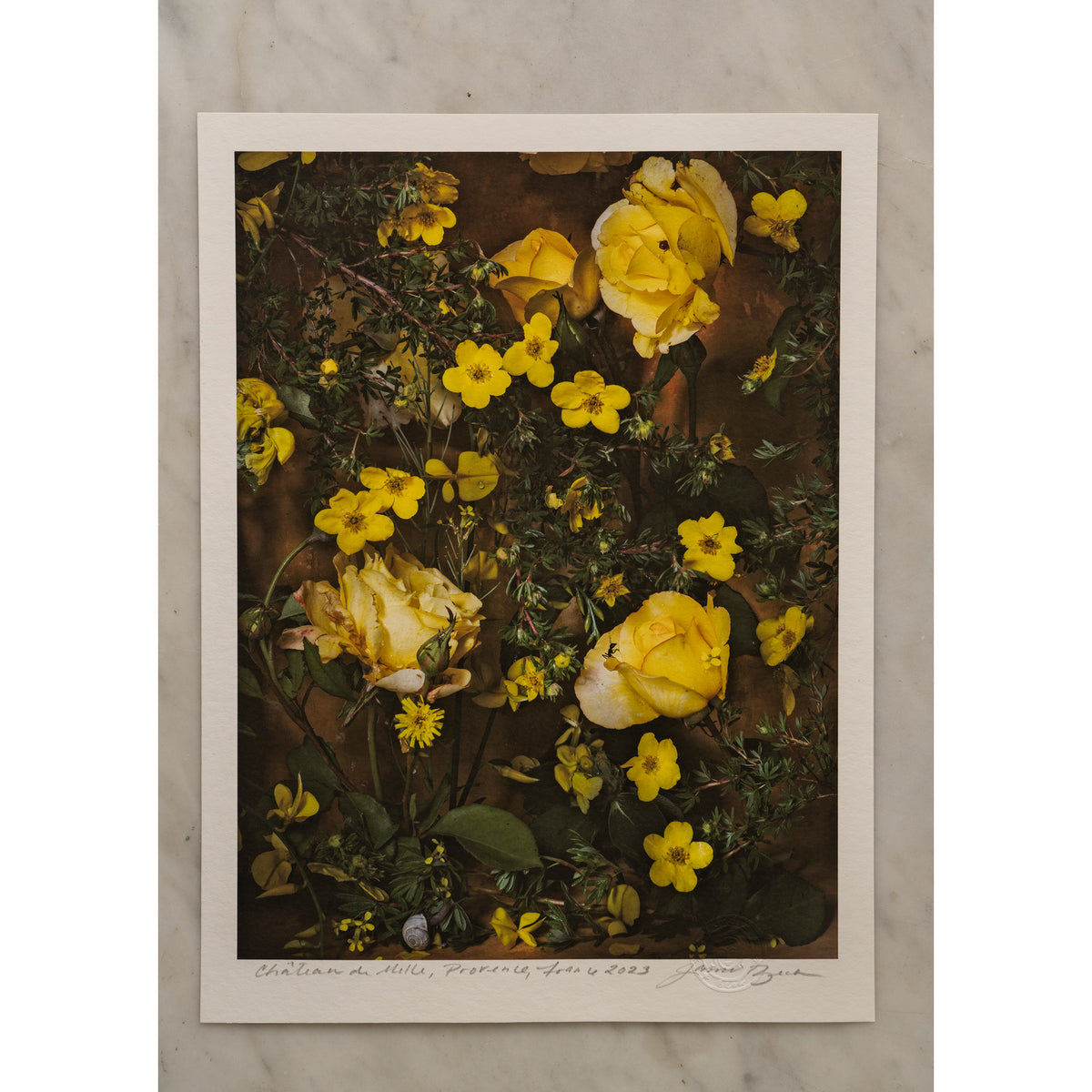 Nature's Gold • 1 of 1 signed Artist Proof