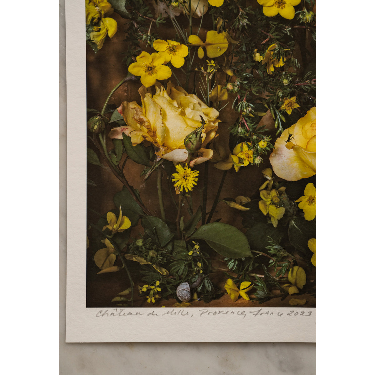 Nature's Gold • 1 of 1 signed Artist Proof